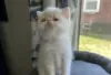 Photo №2 to announcement № 128525 for the sale of exotic shorthair - buy in Finland breeder