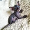 Photo №1. sphynx cat - for sale in the city of Temse | Is free | Announcement № 128891