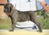 Additional photos: Cane Corso puppies for sale