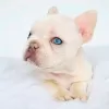 Photo №1. french bulldog - for sale in the city of Leppin | negotiated | Announcement № 129184