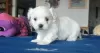 Photo №2 to announcement № 107584 for the sale of maltese dog - buy in Italy private announcement