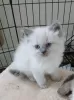 Photo №1. ragdoll - for sale in the city of Довилаи | negotiated | Announcement № 32283