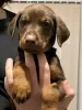 Additional photos: Cute Dobermann Puppies