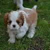 Additional photos: Cavalier King Charles Spaniel ZKWP / FCI