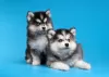 Photo №1. siberian husky - for sale in the city of Nizhny Novgorod | negotiated | Announcement № 77240