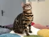 Photo №2. Mating service bengal cat. Price - negotiated