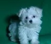 Additional photos: Puppy of the Maltese. Show class.