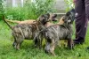 Additional photos: Dogo Canario - Presa Canario puppies