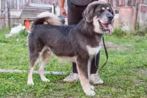 Photo №1. tibetan mastiff - for sale in the city of Permian | negotiated | Announcement № 3354