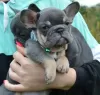 Photo №1. french bulldog - for sale in the city of St. Petersburg | 781$ | Announcement № 115984