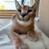 Photo №1. caracal - for sale in the city of Dagenham | 1057$ | Announcement № 99775