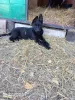 Photo №3. East European Shepherd Puppies. Russian Federation