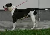 Photo №4. I will sell american bulldog in the city of Kovin. breeder - price - negotiated