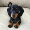 Photo №1. dachshund - for sale in the city of Франкфурт-на-Майне | negotiated | Announcement № 121301