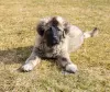 Photo №4. I will sell caucasian shepherd dog in the city of Огре. breeder - price - 264$