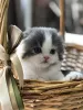 Photo №1. scottish fold - for sale in the city of Astrakhan | 197$ | Announcement № 7726