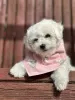 Photo №3. Bichon Frize puppies. Belarus