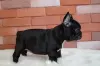 Photo №2 to announcement № 128255 for the sale of french bulldog - buy in Germany private announcement