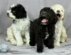 Photo №2 to announcement № 53639 for the sale of lagotto romagnolo - buy in Serbia breeder