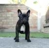 Additional photos: French bulldog puppies