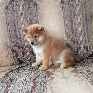 Photo №1. shiba inu - for sale in the city of Москва | 813$ | Announcement № 4707