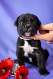 Additional photos: Gorgeous puppies Cane Corso