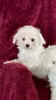 Photo №1. bichon frise, chihuahua - for sale in the city of Арёгала | 317$ | Announcement № 12227