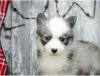 Photo №2 to announcement № 17284 for the sale of pomeranian, siberian husky - buy in Australia 