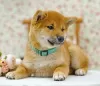 Additional photos: Shiba inu. Puppies