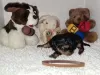 Additional photos: Beautiful Pedigree Yorkshire Terrier Pups