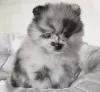 Photo №1. pomeranian - for sale in the city of Ньюарк | 300$ | Announcement № 107213