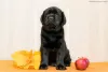 Additional photos: Labrador retriever puppies