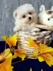 Photo №1. pomeranian - for sale in the city of Vilnius | 936$ | Announcement № 23513