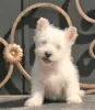 Photo №3. west highland white terrier puppy female. Russian Federation