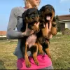 Photo №1. rottweiler - for sale in the city of Cheb | negotiated | Announcement № 18640