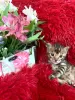 Additional photos: Bengal kittens