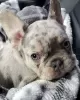 Photo №1. french bulldog - for sale in the city of Headford | negotiated | Announcement № 130003