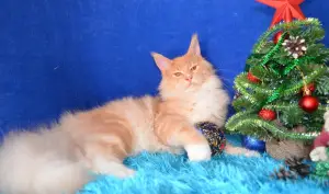 Photo №2 to announcement № 3990 for the sale of maine coon - buy in Russian Federation from nursery, breeder