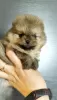 Additional photos: Pomeranian Spitz, puppies. Mini bears