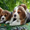 Photo №2 to announcement № 56348 for the sale of beagle - buy in United States breeder