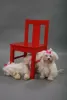 Photo №2 to announcement № 36085 for the sale of maltese dog - buy in Lithuania private announcement