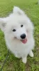 Photo №1. samoyed dog - for sale in the city of Berlin | 1057$ | Announcement № 113415