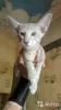 Photo №4. I will sell oriental shorthair in the city of Москва.  - price - 245$