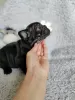 Additional photos: french bulldog puppies