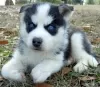 Photo №1. siberian husky - for sale in the city of Savonlinna | negotiated | Announcement № 54797