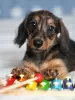 Photo №1. dachshund - for sale in the city of Minsk | 800$ | Announcement № 111080