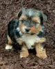 Photo №1. yorkshire terrier - for sale in the city of Switzerland | 282$ | Announcement № 129056