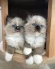 Photo №2 to announcement № 103686 for the sale of ragdoll - buy in United Kingdom 