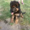 Photo №2 to announcement № 70569 for the sale of german shepherd - buy in Poland private announcement, breeder