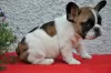 Photo №2 to announcement № 106039 for the sale of non-pedigree dogs - buy in Latvia private announcement